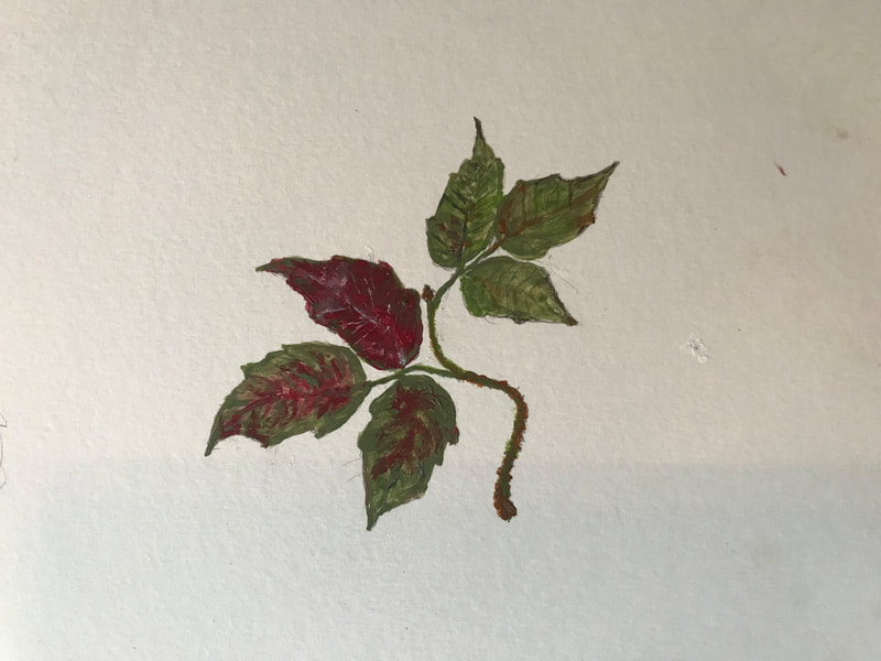 Poison ivy leaves turning reddish
