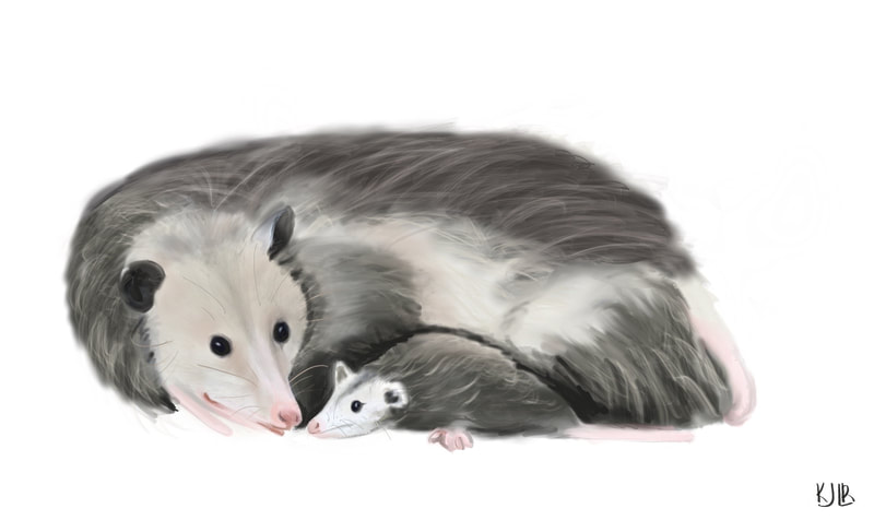 opossum curled up with baby opossum