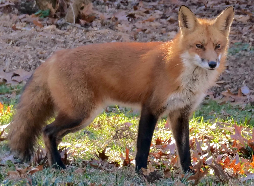 Red fox photo, side view