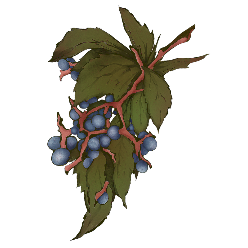 Virginia-creeper vine with leaves and blue berries