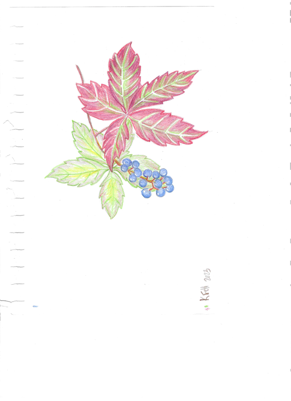Virginia-creeper leaves in green and red with cluster of blue berries