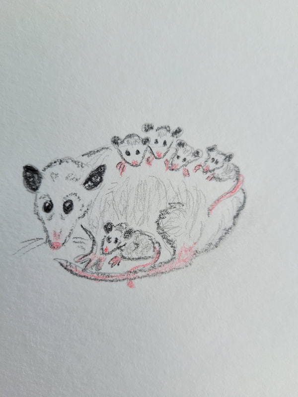 drawing of opossum with five baby opossums hanging on