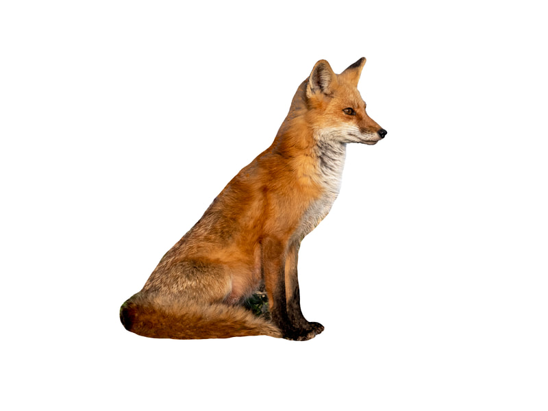 Red fox, side view