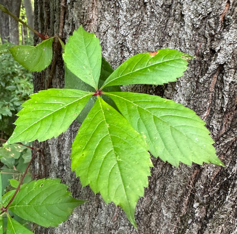 photo of green Virginia-creeper leaf on a tree trunk
