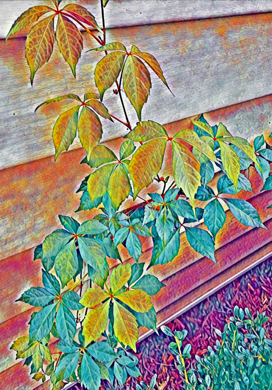 Virginia-creeper vine with leaves in green and reddish, growing next to a wall