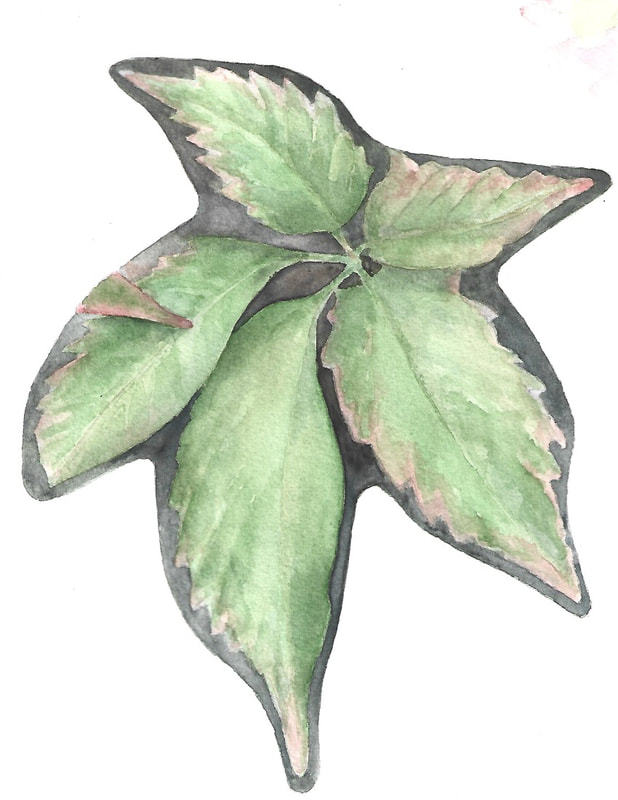 Virginia-creeper leaf