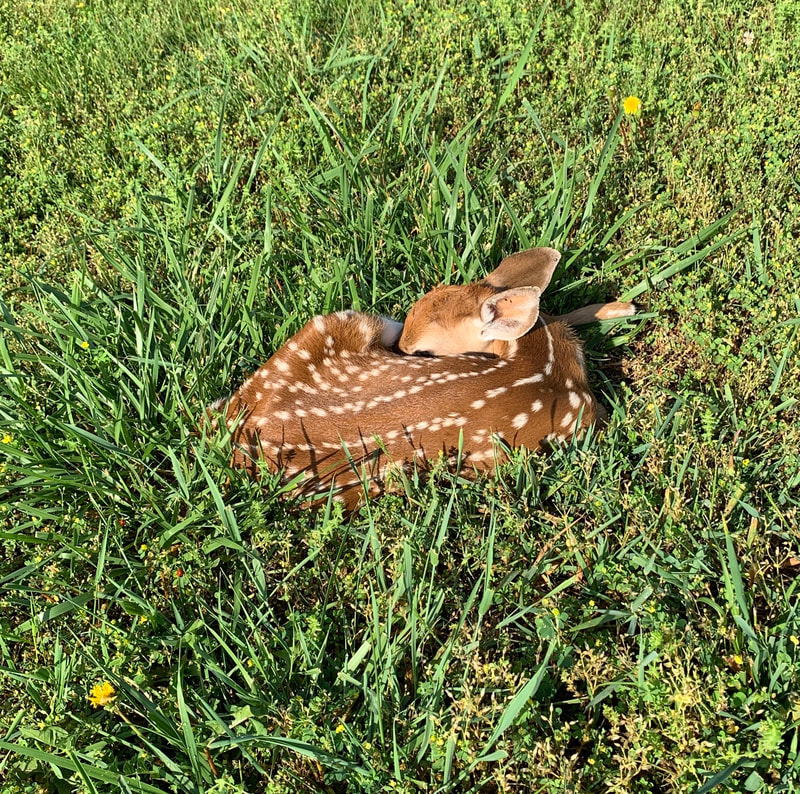 young fawn curled up on a grassy lawn