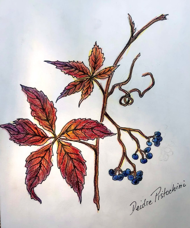 Virginia-creeper leaves in fall red color with dark blue berries