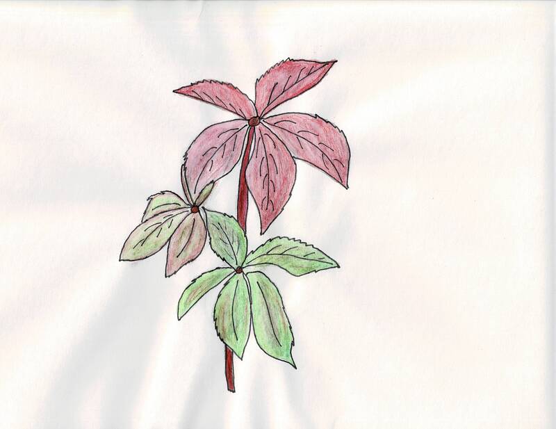 Virginia-creeper leaves in green and red