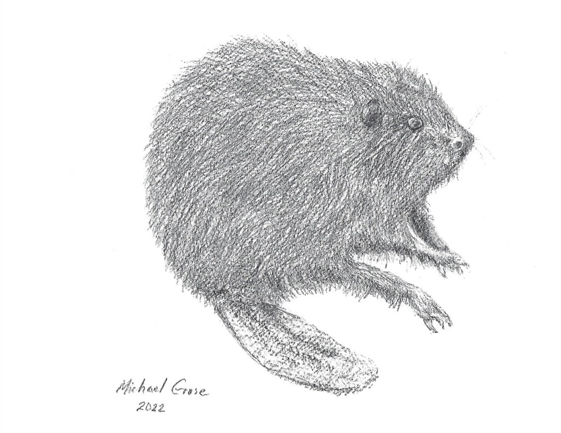 black and white drawing of a beaver