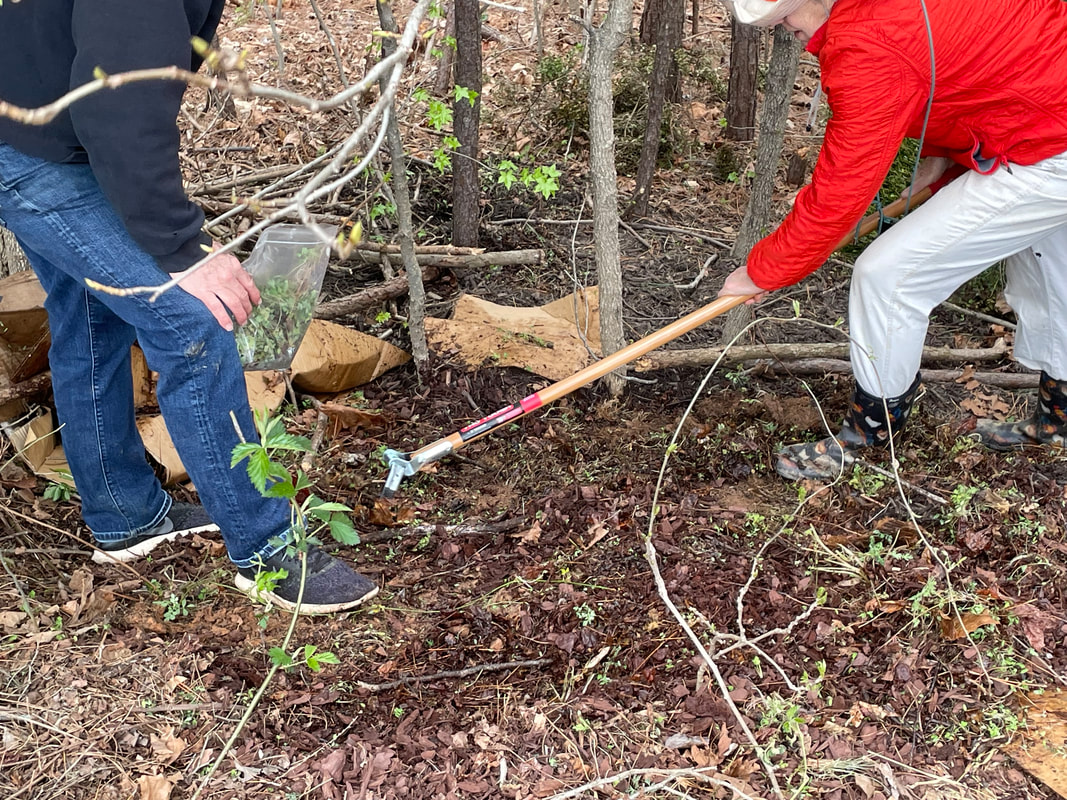 two people using a hoe to remove plants in a forest