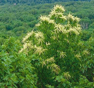 Chestnut tree with cream-colored flowers
