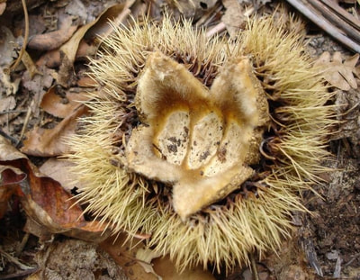 Close up of open chestnut burr without nuts.