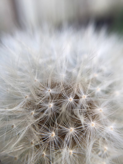 Close-up of white dandelion seed head.