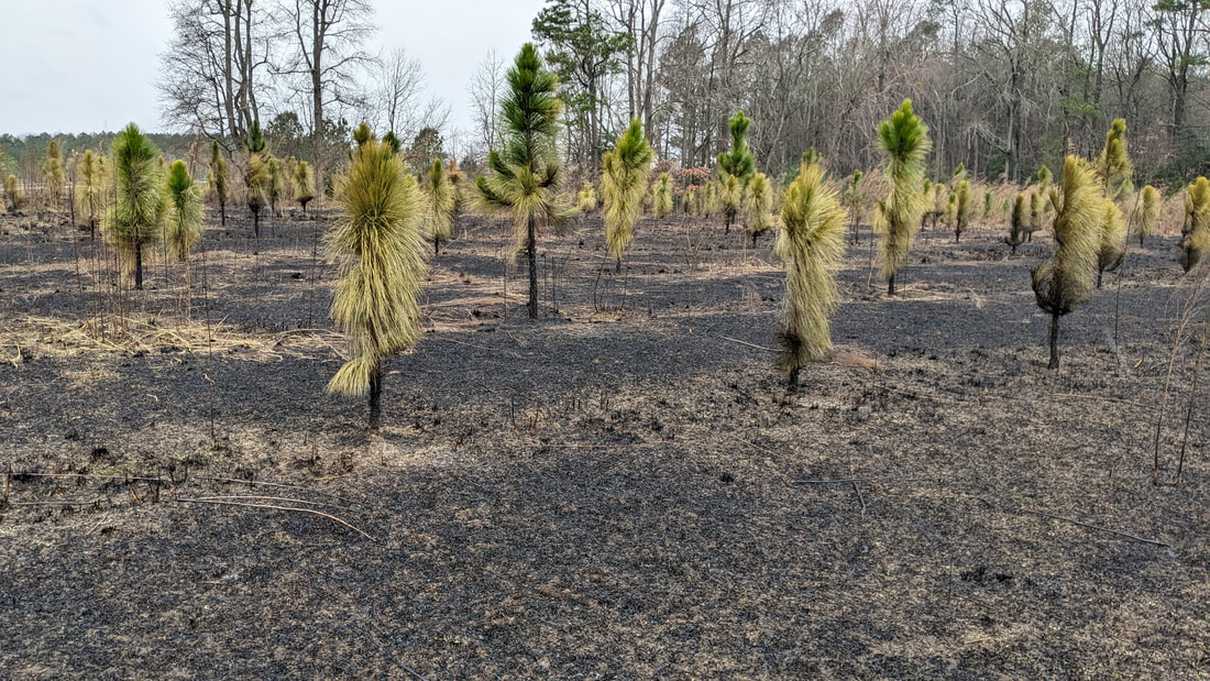 grove of small pine trees with burned open ground between them