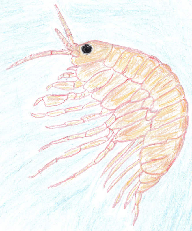 Amphipod drawing, orange and red on blue background