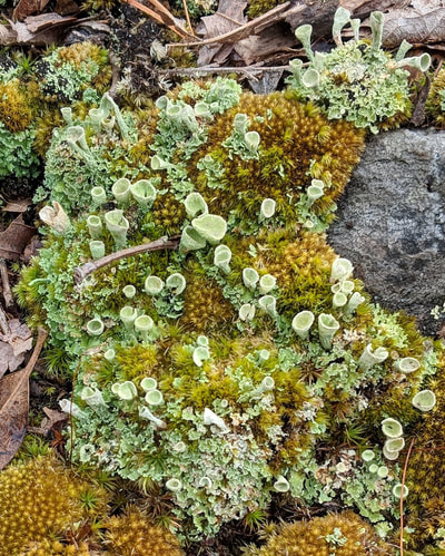 Close-up of community of moss and lichens, with many cup-shaped light green lichens.