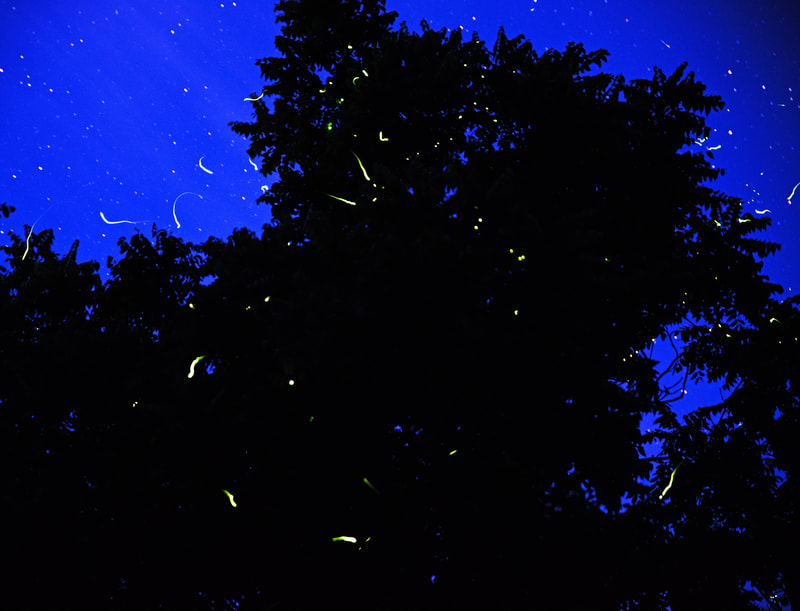 Tree silhouetted against a deep blue sky with swooshes of yellow light from fireflies in front