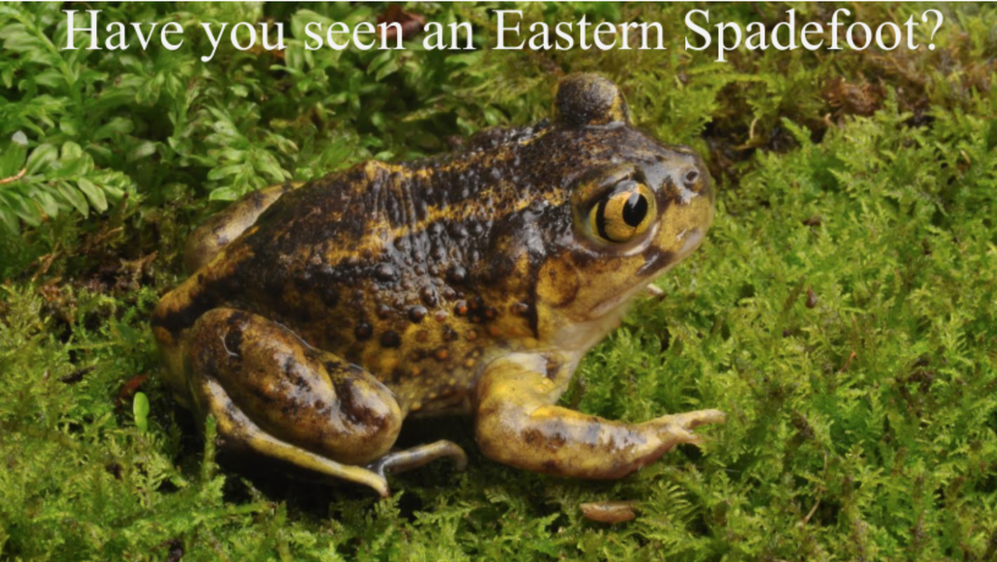 Photo of Eastern Spadefoot toad, golden and brown in color, with golden eyes and vertical pupils, sitting on a bed of moss.  Text on the photo reads: Have you seen the Eastern Spadefoot?
