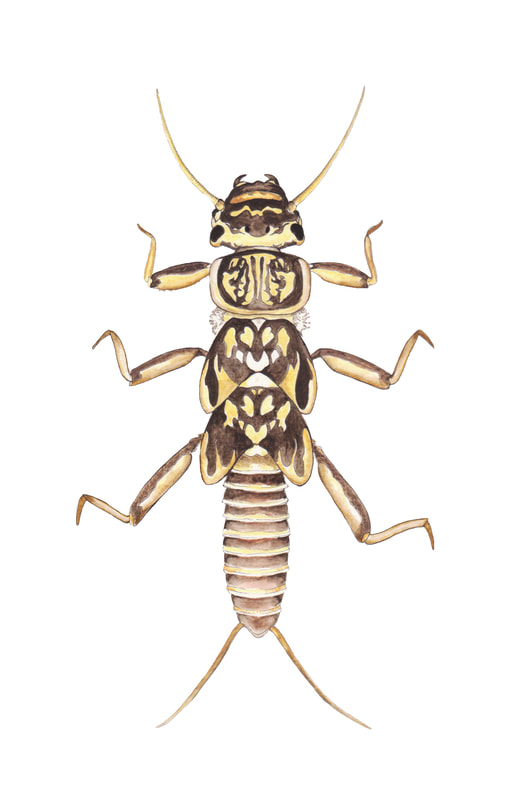Detailed stonefly picture, brown-and-yellow