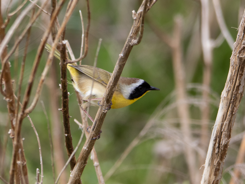 bird with black face and yellow neck and chest