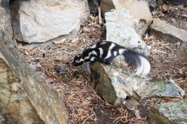black-and-white patterned skunk on top of a rock