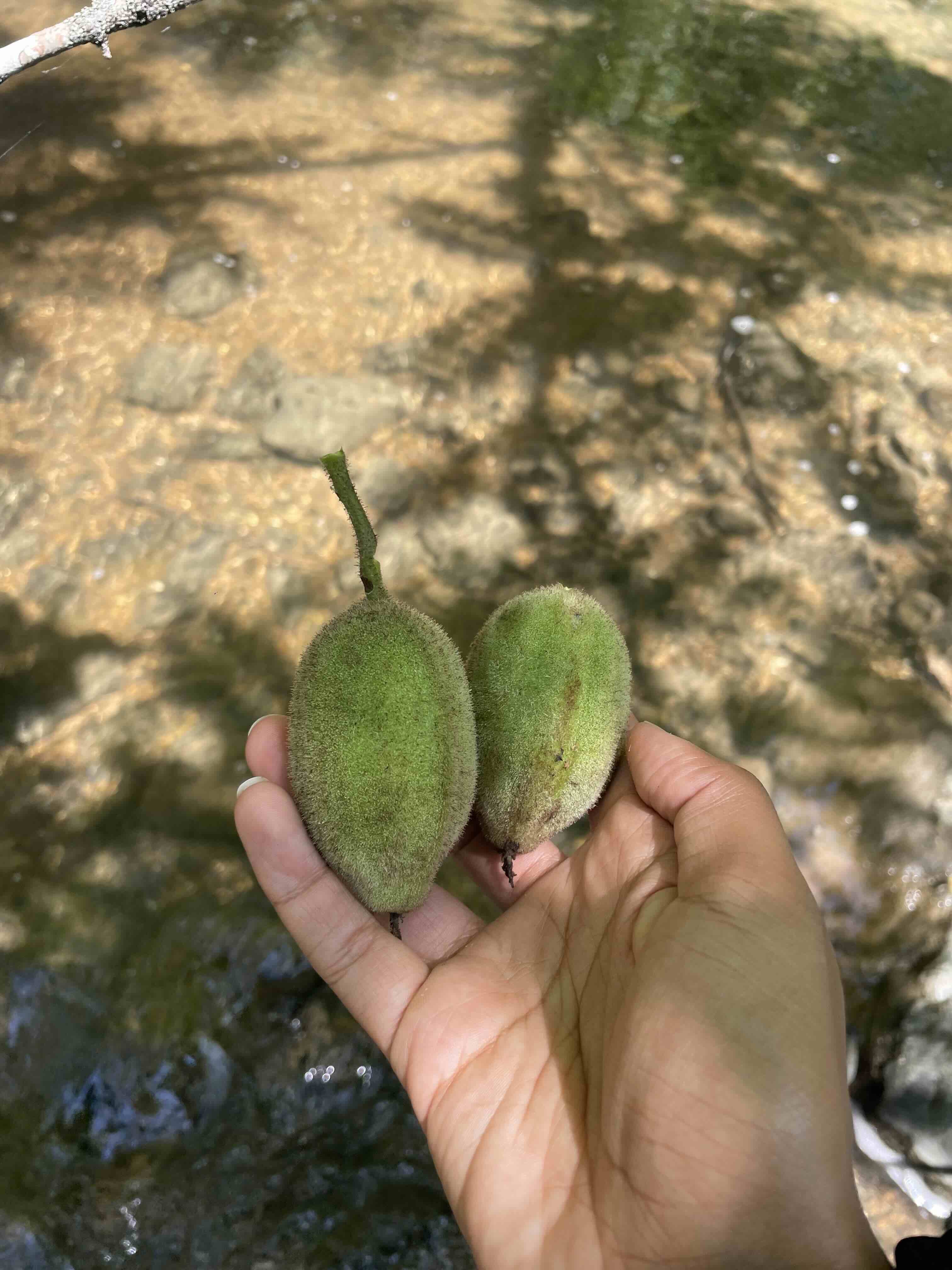 large, green, oblong tree seeds in a person's hand