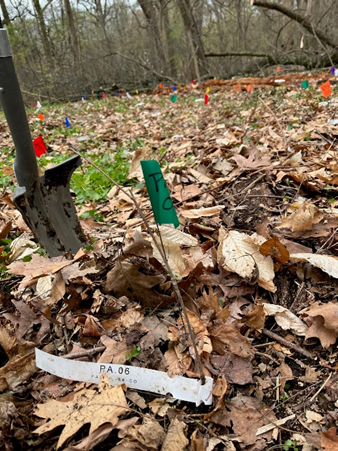 tiny tree seedlings planted outdoors with colored label flags in the ground next to them