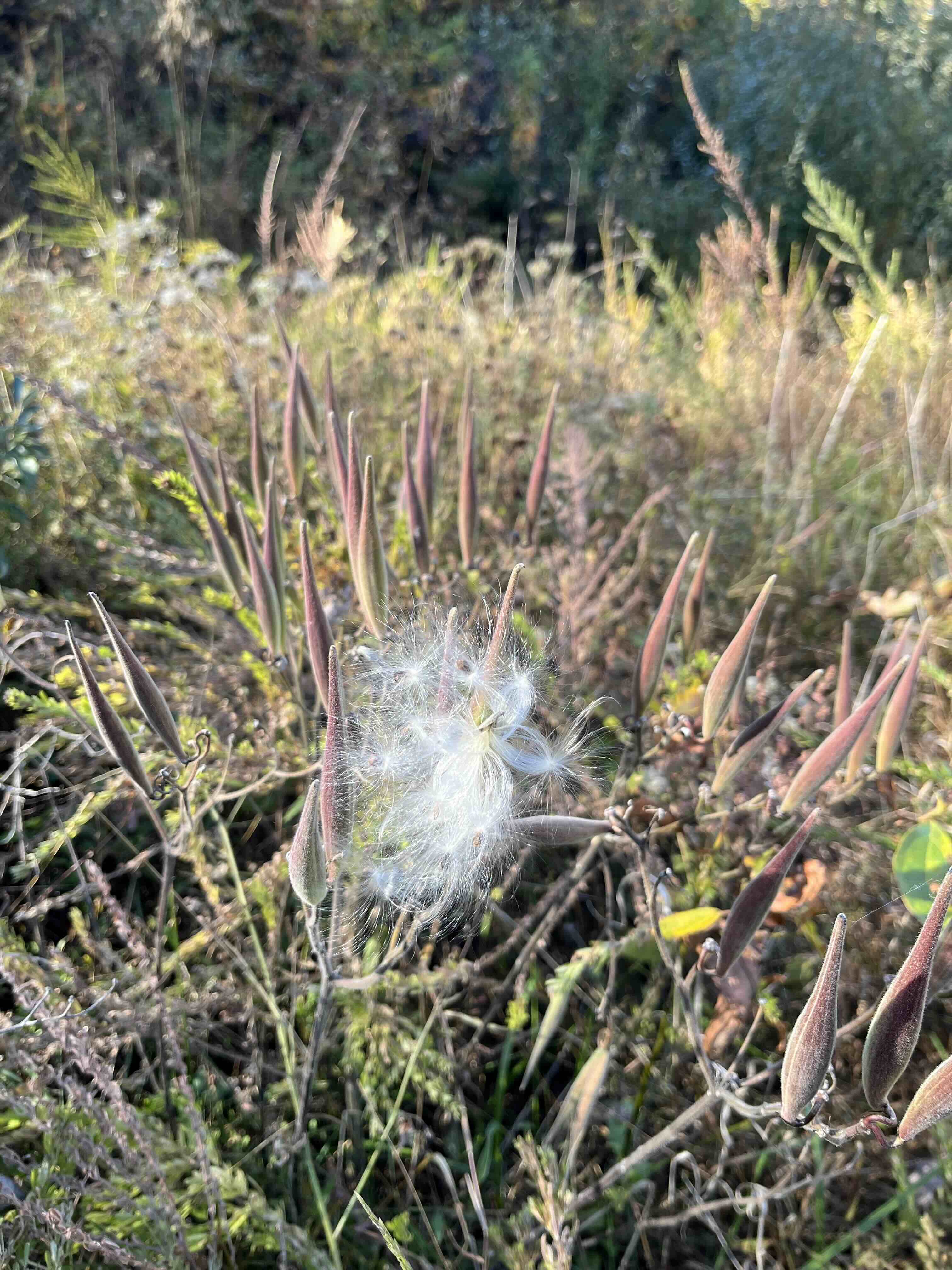 tuft of fluffy white seeds on a plant in a field