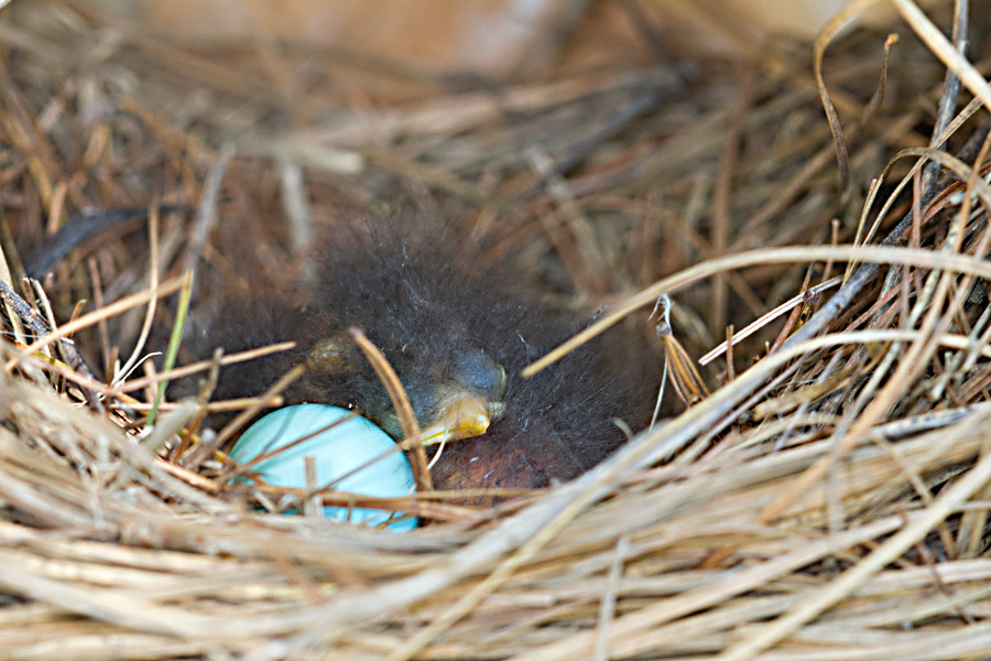 bird nest with a blue egg and a young baby bluebird