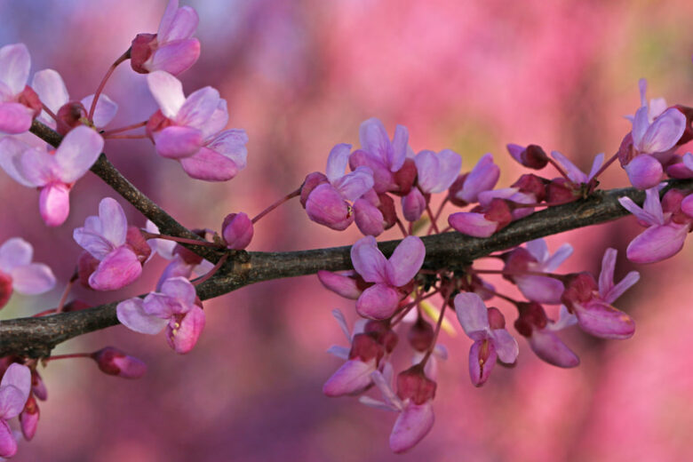 pink flower buds along a tree branch