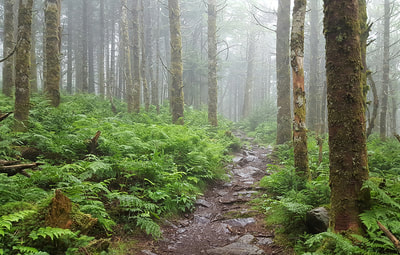 foggy forest landscape with bright green ferns carpeting the forest floor and a trail cutting through the trees