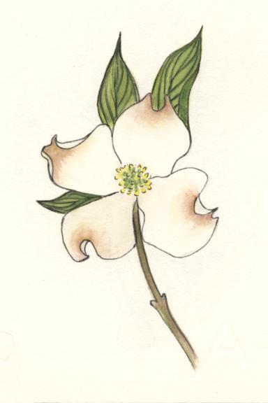 drawing of white flower against green leaves