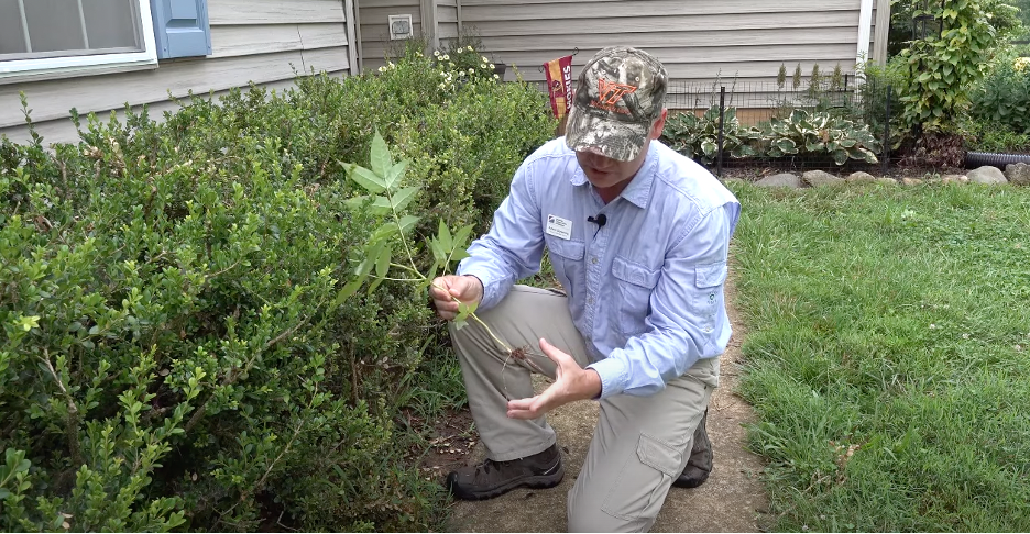 Extension Agent crouched down outside a house, showing the roots of a tree of heaven plant
