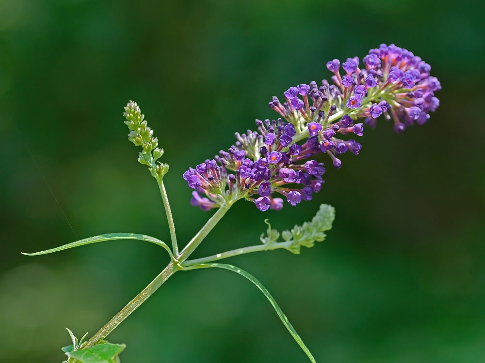 purple flower
