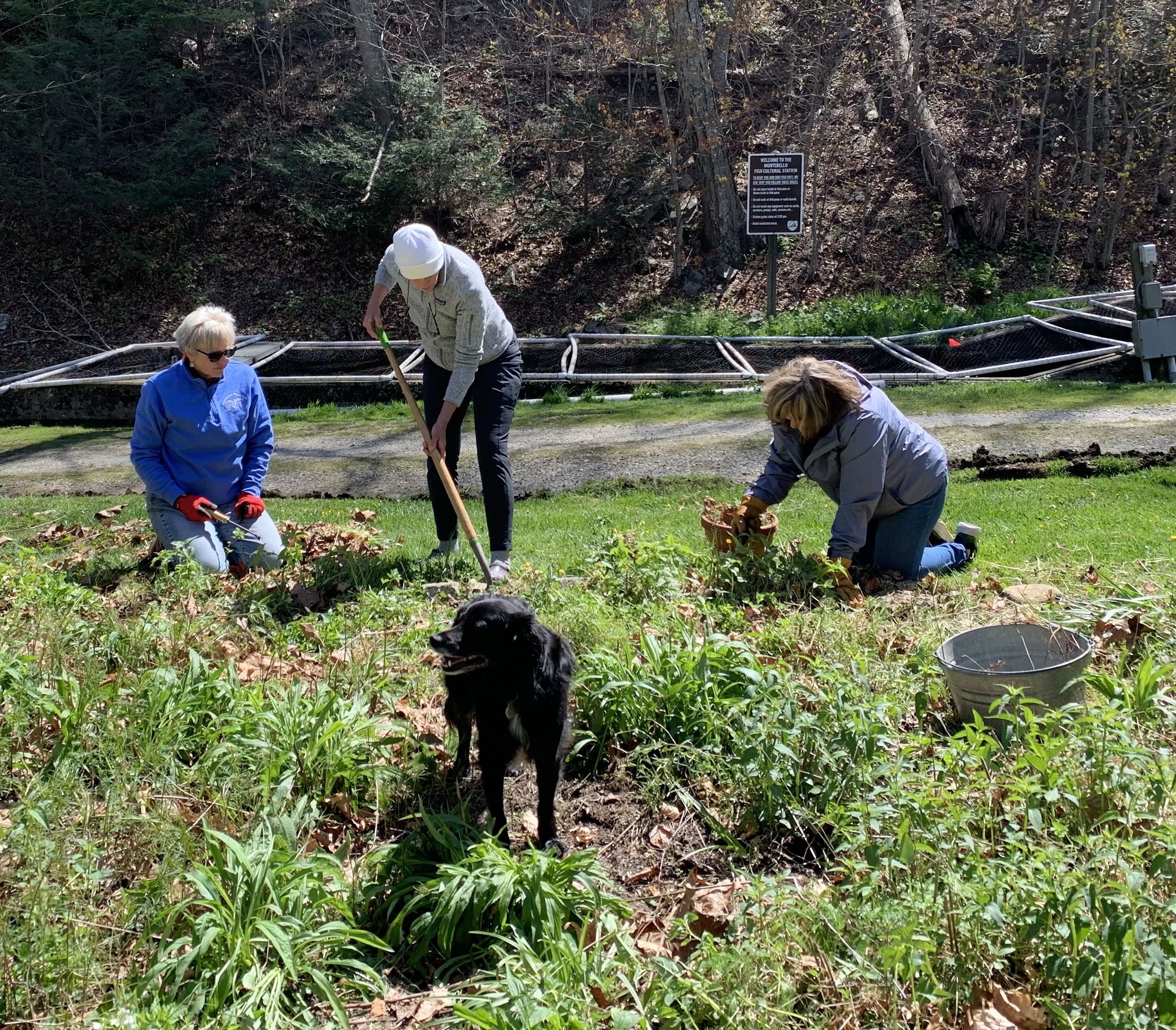 volunteers planting plants in a garden area