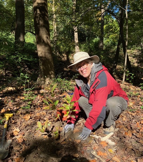 volunteer planting a small seedling in the woods