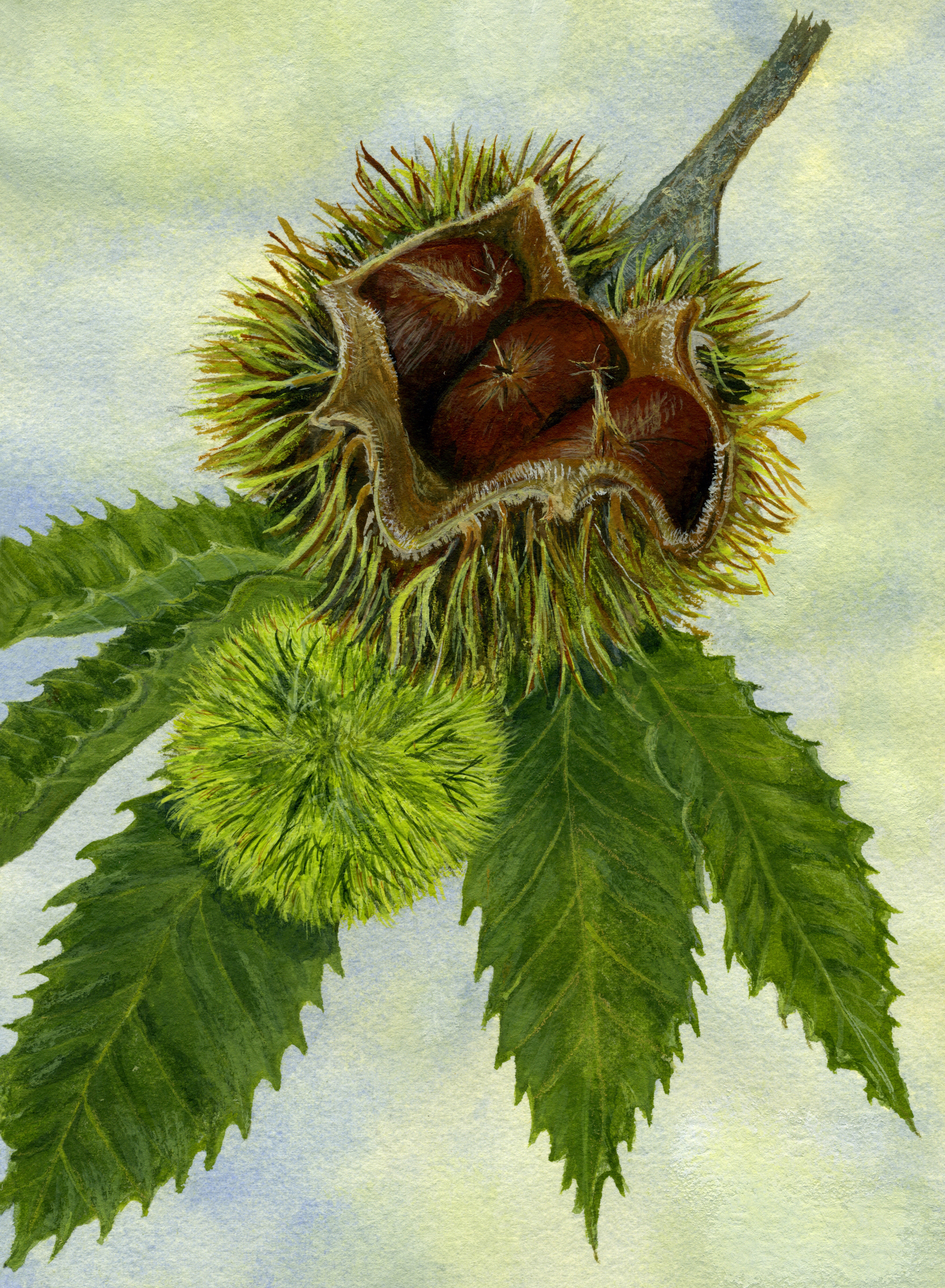 drawing of a chestnut with leaves and burr
