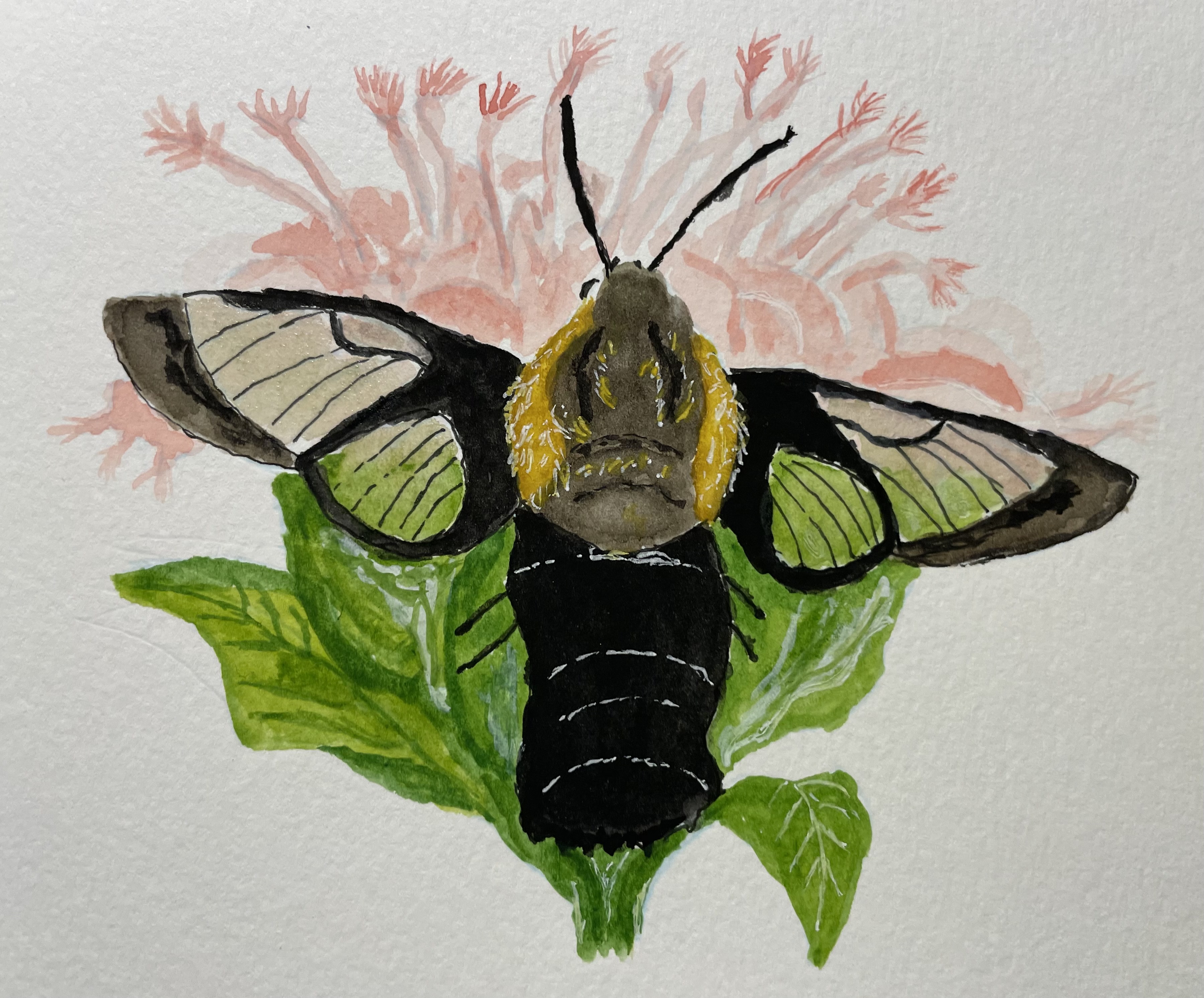 drawing of a fat-bodied moth with clear wings, perched on a flower