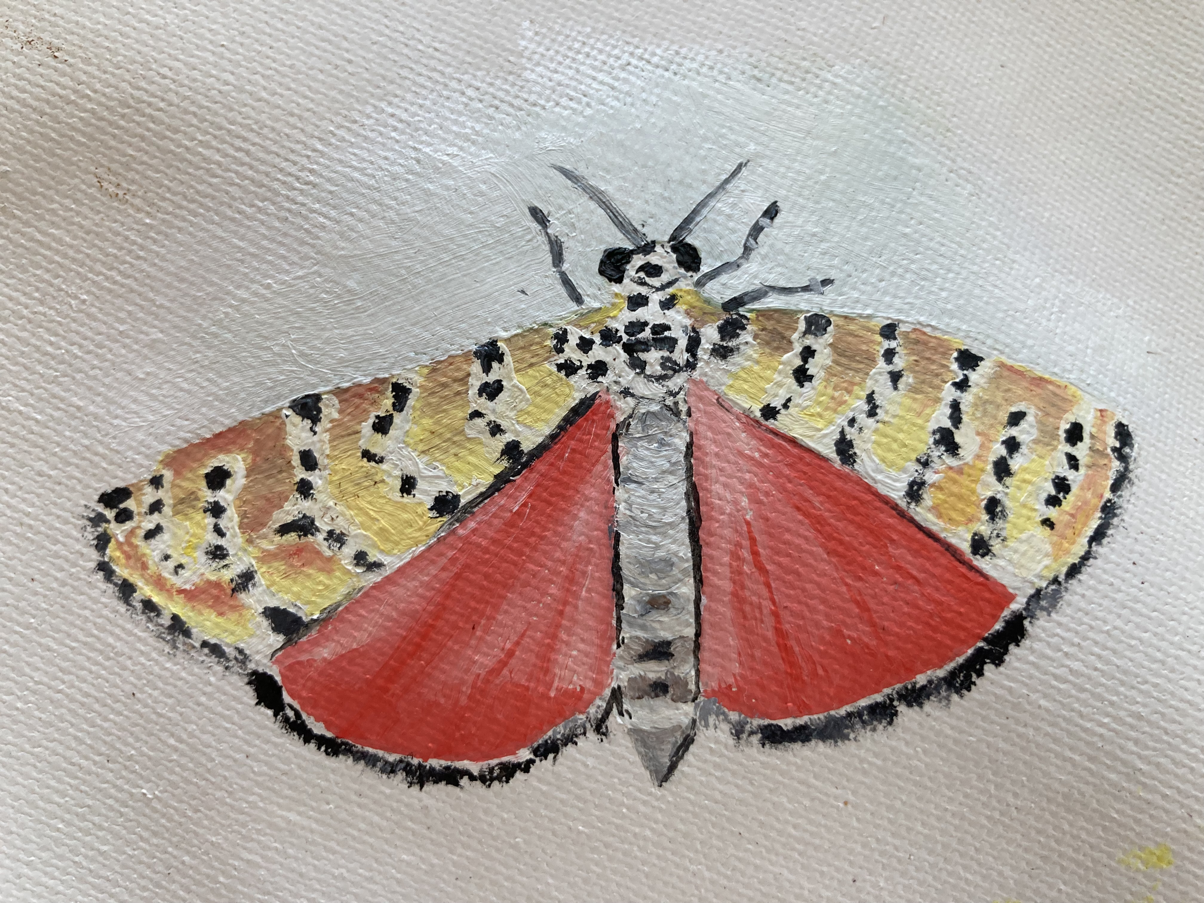 drawing of a moth with yellowish forewings and orangish hind wings