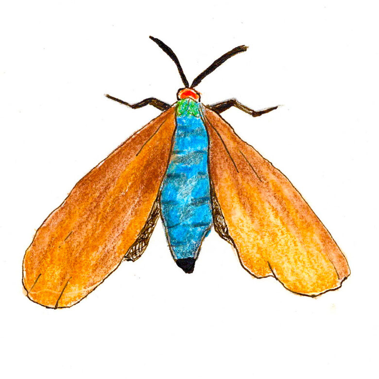 drawing of moth with blue body and long orange wings