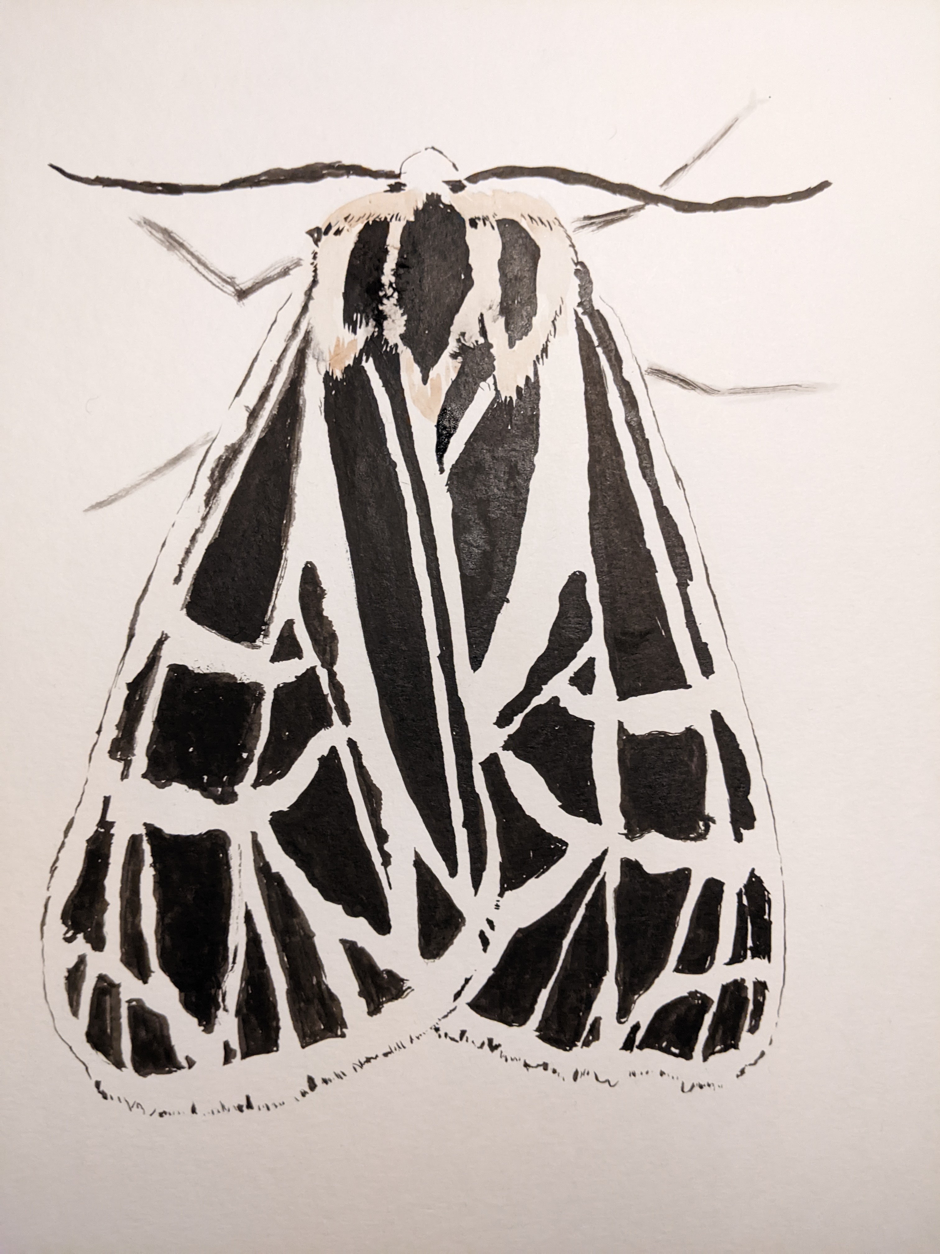 drawing of moth with black and white pattern on wings