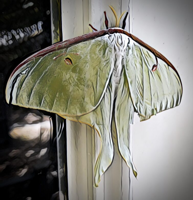 green moth perched on a window frame