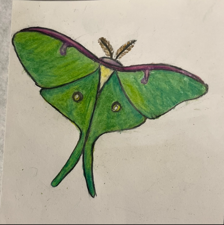 drawing of a bright green moth with long tails and feathery antennae