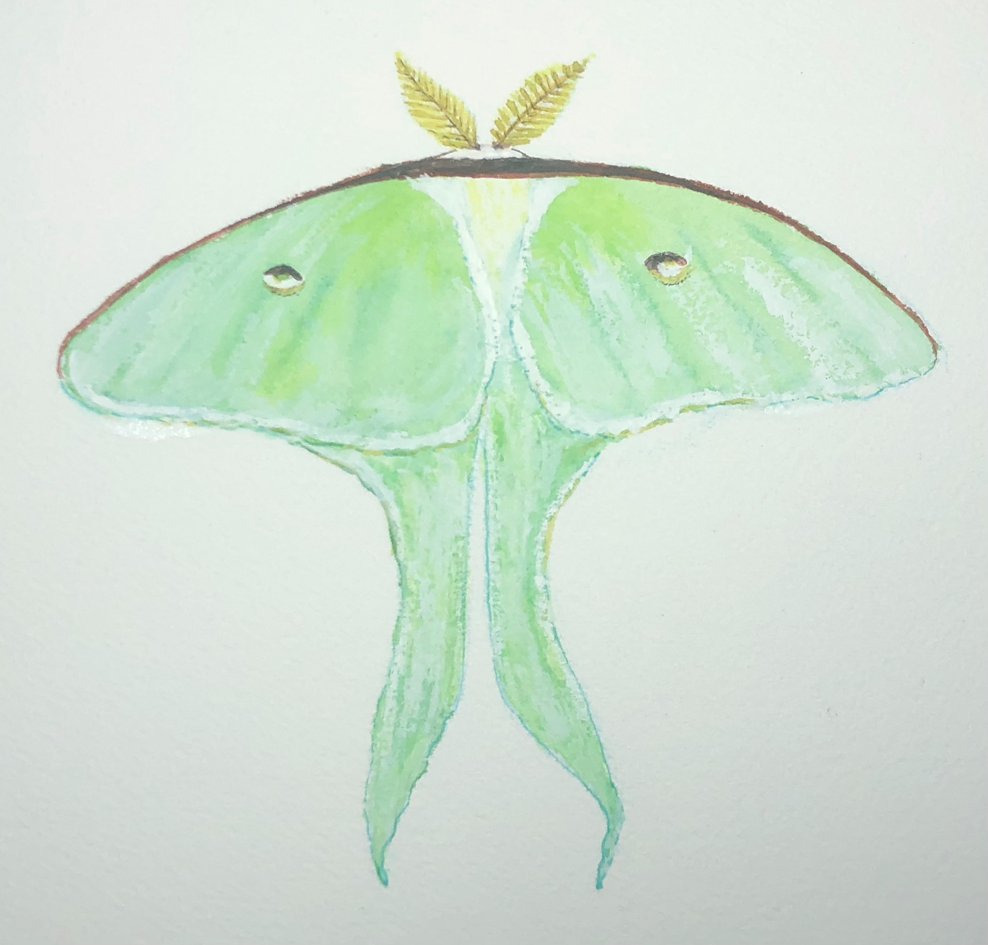 drawing of a green moth with long tails