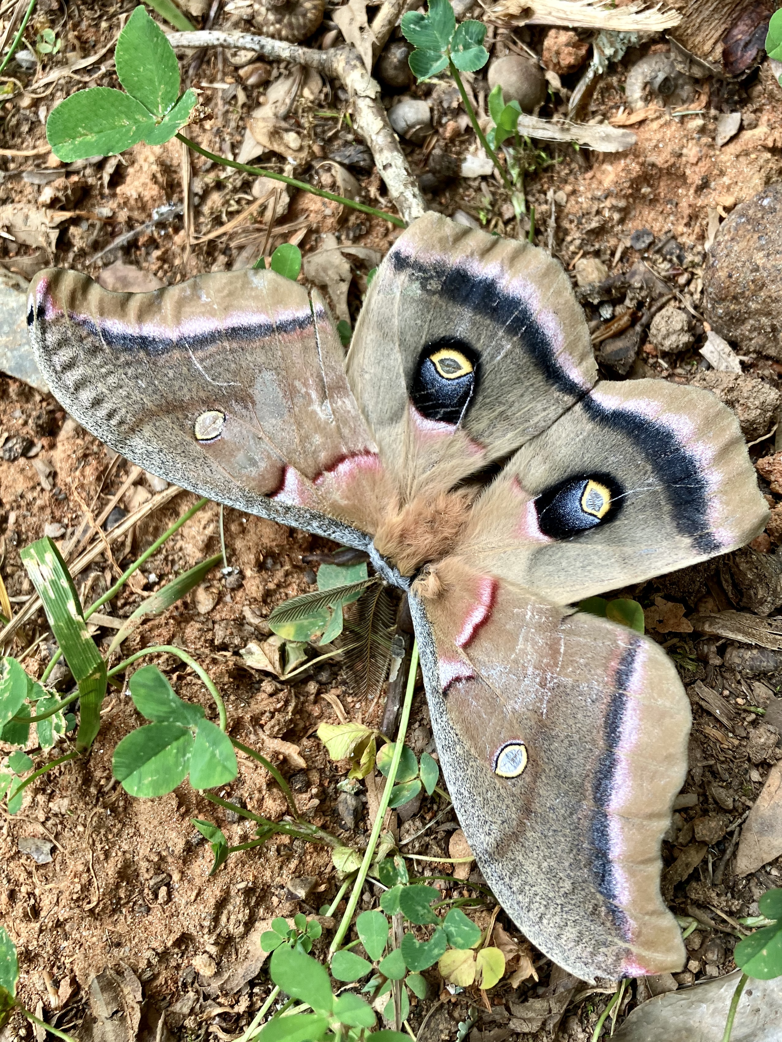 photo of a large brown moth with eyespots on the hind wings