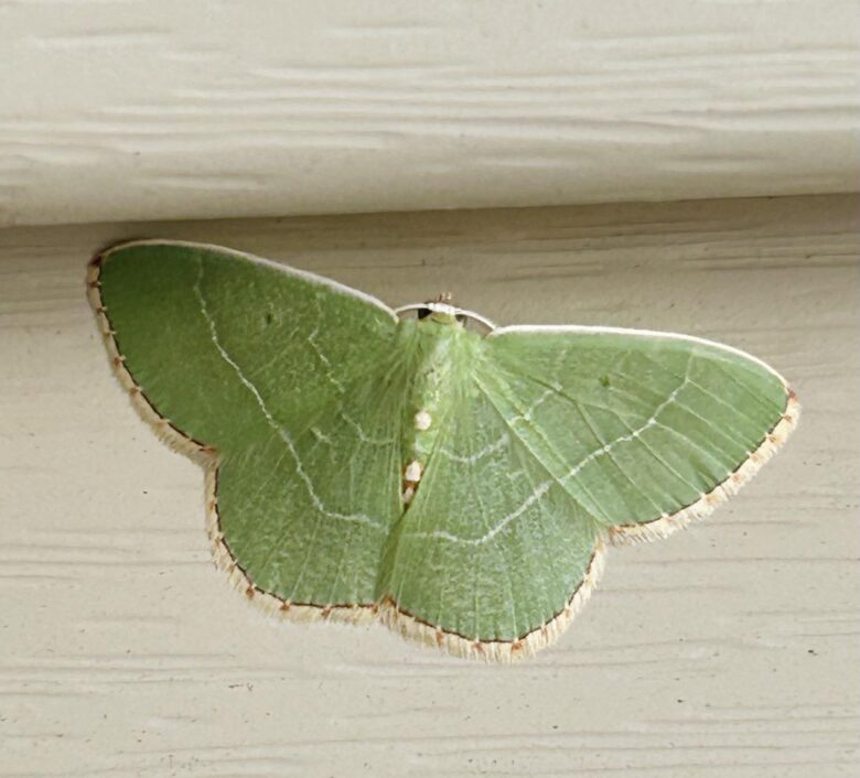 photo of a small green moth with white stripes