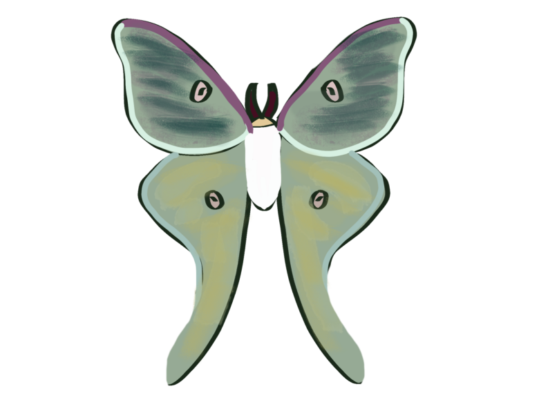 digital artwork of a green moth with one spot on each wing