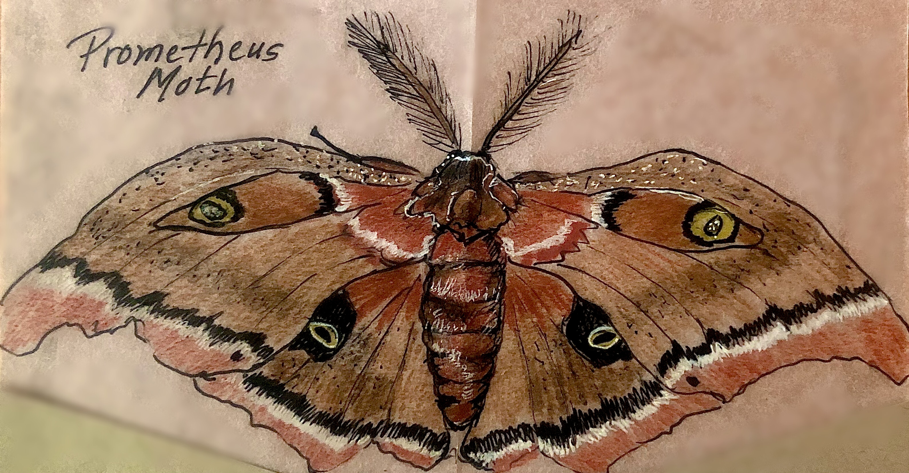 drawing of a large brown moth with feathery antennae