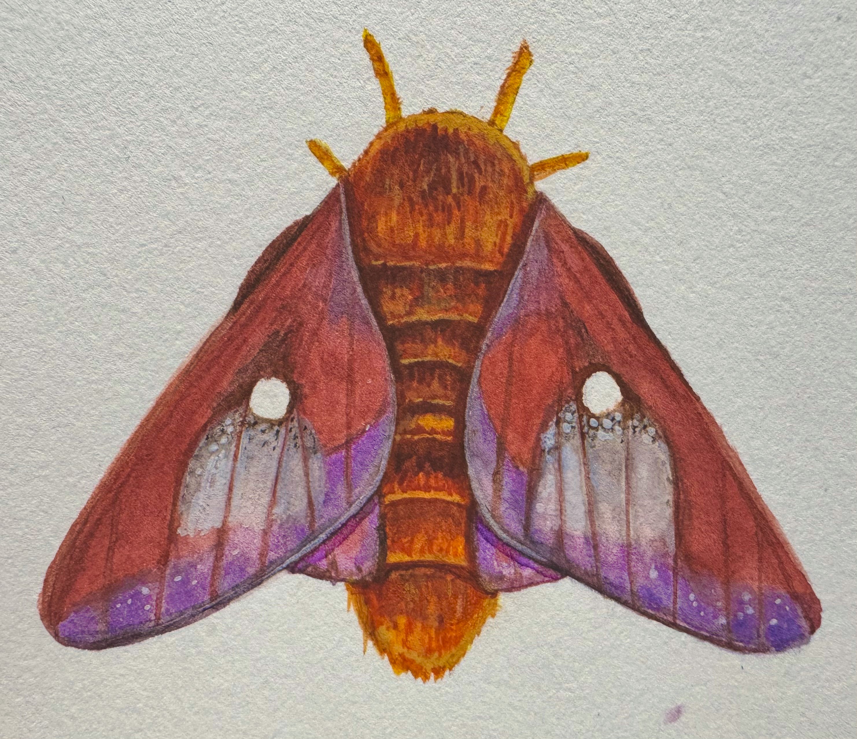drawing of a shaggy, reddish-brown moth with purple edges on wings